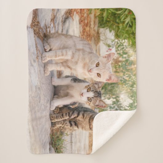 Couverture Sherpa Three young cute cat kittens sit friendly together (Devant)