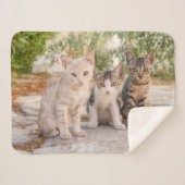 Couverture Sherpa Three young cute cat kittens sit friendly together (Devant (Horizontal))