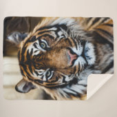 COUVERTURE SHERPA TIGER (Devant (Horizontal))