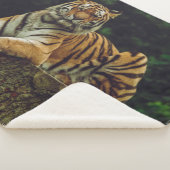 COUVERTURE SHERPA TIGER AU REPOS (3/4)