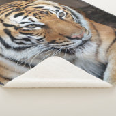 Couverture Sherpa Tigre (3/4)