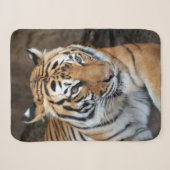 Couverture Sherpa Tigre (Devant (Horizontal))