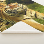 Couverture Sherpa Tigre (3/4)