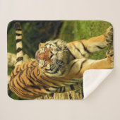 Couverture Sherpa Tigre (Devant (Horizontal))