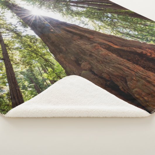 Couverture Sherpa Tours des séquoias (3/4)