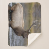 Couverture Sherpa Traversée des élans taureaux | Parc national de Ye (Devant)