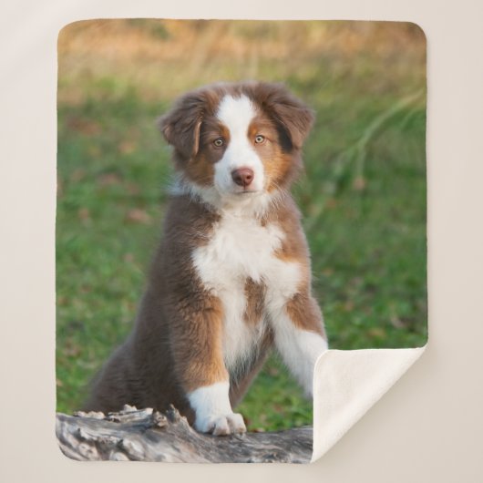 Couverture Sherpa Tri photo australienne rouge mignonne de chiot de (Devant)