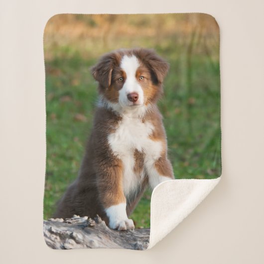 Couverture Sherpa Tri photo australienne rouge mignonne de chiot de (Devant)