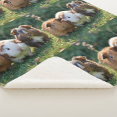 Couverture Sherpa Trois bébés cochons de Guinée, (3/4)