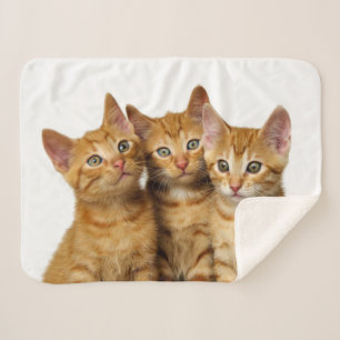 Couverture Sherpa Trois mignons Ginger Chat Kittens amis Photo de la