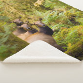 Couverture Sherpa Trois Vaches De Elk Roosevelt Regardant Vue (3/4)
