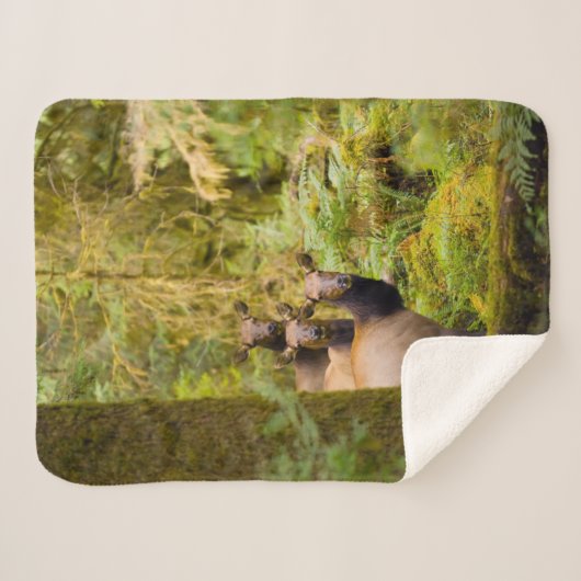 Couverture Sherpa Trois Vaches De Elk Roosevelt Regardant Vue (Devant (Horizontal))