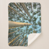 Couverture Sherpa Troncs Et Feuilles D'Aspen, Yukon (Devant)