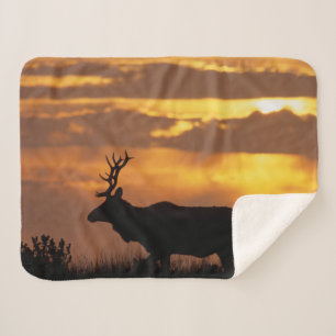 Couverture Sherpa Tule Elk   Point Reyes National Seashore