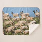 Couverture Sherpa Tule Elk| Point Reyes National Seashore, CA (Devant (Horizontal))
