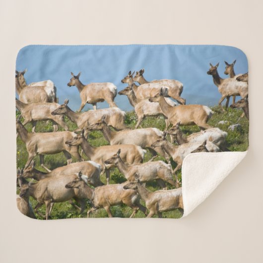 Couverture Sherpa Tule Elk| Point Reyes National Seashore, CA (Devant (Horizontal))