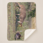 Couverture Sherpa Turquie sauvage aux cerfs de Virginie (Devant)