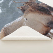 COUVERTURE SHERPA UN GROUPE DE DEERS (3/4)