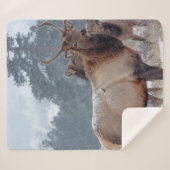 COUVERTURE SHERPA UN GROUPE DE DEERS (Devant (Horizontal))