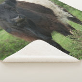 Couverture Sherpa Vache galloway à ceinture (3/4)