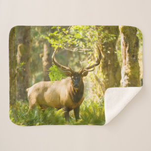Couverture Sherpa Wapiti de Roosevelt Parc national Olympique, Was