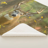 Couverture Sherpa Whitetail Deer Buck | Corégone, Montana (3/4)