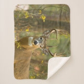 Couverture Sherpa Whitetail Deer Buck | Corégone, Montana (Devant)