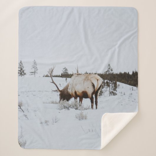 COUVERTURE SHERPA WINTER LANDSCAPE WITH A DEER (Devant)