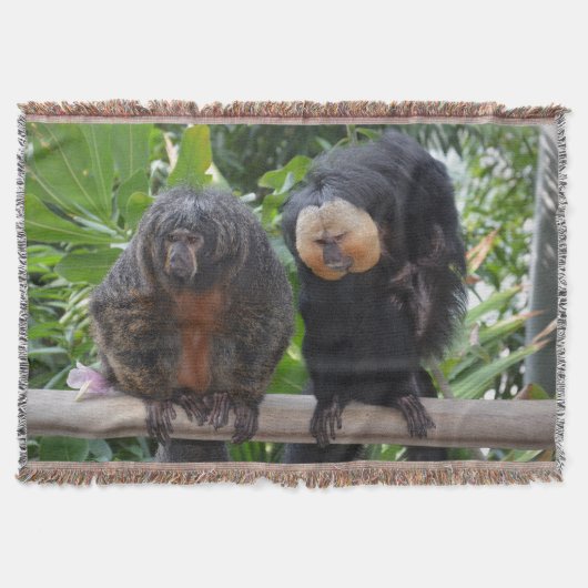 Couverture Singes Saki (Devant)