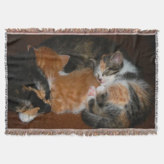 Couverture Sleepy kittens (Devant)