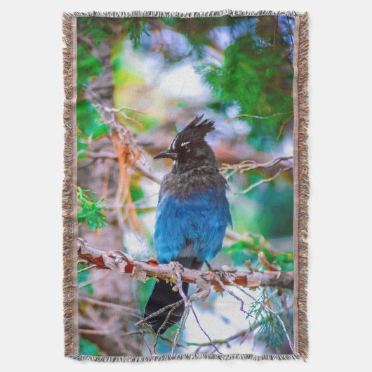 Couverture Steller's Jay - Photographie originale (devant Vertical)