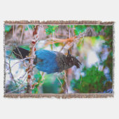 Couverture Steller's Jay - Photographie originale (Devant)