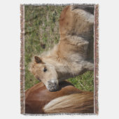 Couverture Sweet Haflinger Foal (devant Vertical)