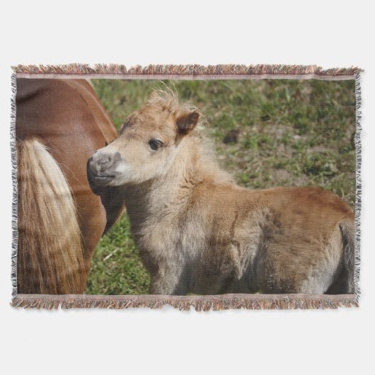 Couverture Sweet Haflinger Foal (Devant)