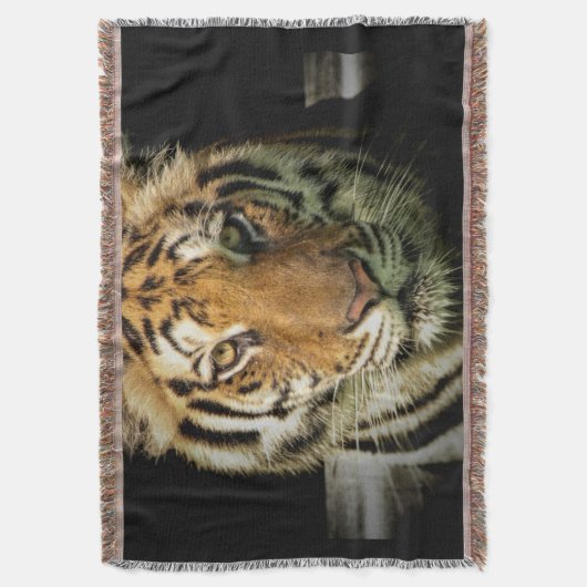 Couverture tigre (devant Vertical)