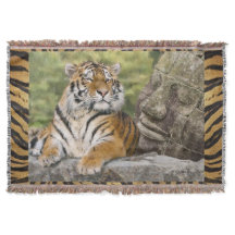 Tigre et Bouddah