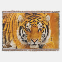 Tigre sibérien