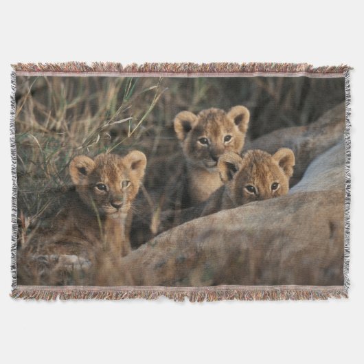 Couverture Trio de lionceaux avec leur mère (Devant)