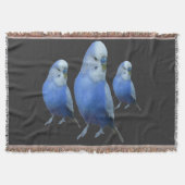 Couverture trois perruches bleues (Devant)