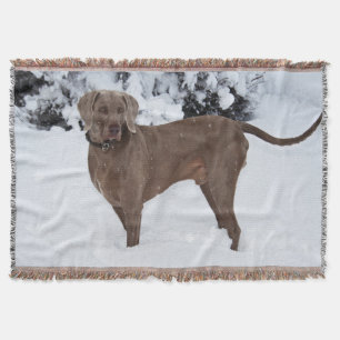 Couverture Weimaraner En Hiver