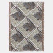 Couverture Weimaraner magnifique (devant Vertical)