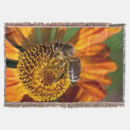 Couverture Western Honey Bee Macro photo (Devant)