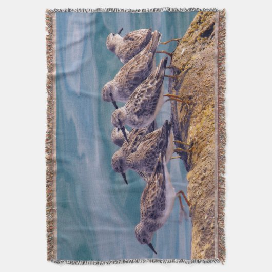 Couverture Young Ruddy Turnstones (devant Vertical)