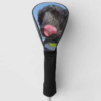 Couvre-club De Golf Caniche standard