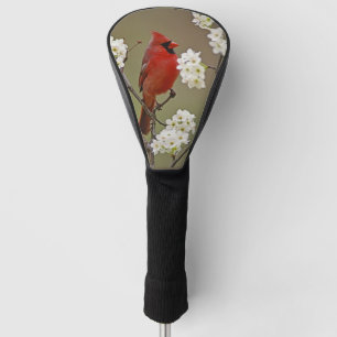 Couvre-club De Golf Cardinal rouge du Nord parmi les fleurs de l'arbre