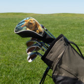 Couvre-club De Golf Chat de gingembre allongé sur une table par une fe (In Situ)