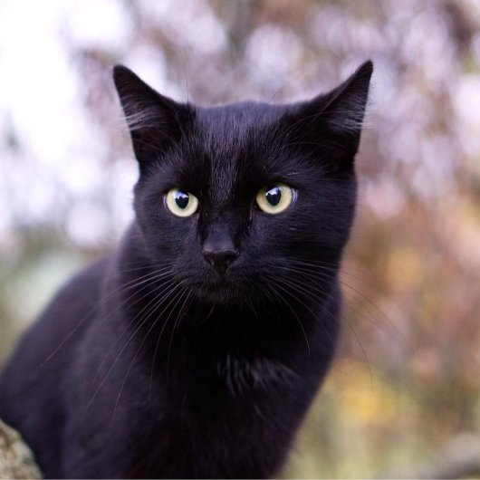 Couvre-club De Golf chat noir