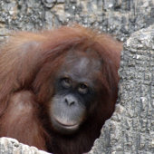 Couvre-club De Golf chat noir