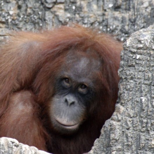 Couvre-club De Golf chat noir