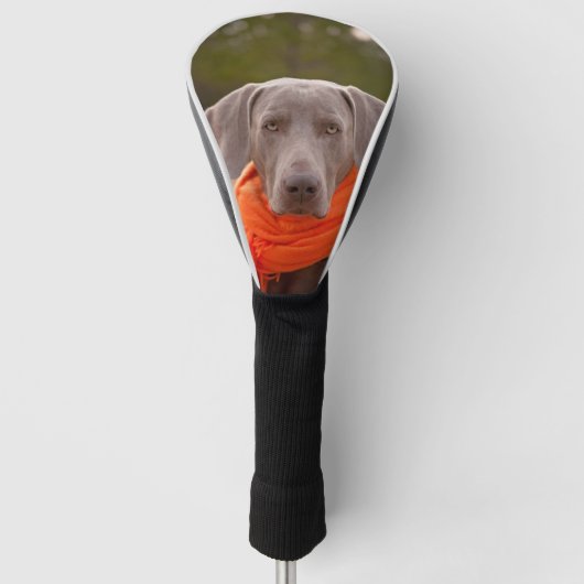 Couvre-club De Golf Chien Weimaraner Écharpe Animal Canine (Devant)